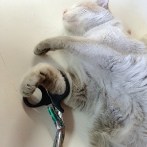Safety shears, for when claws aren't enough.